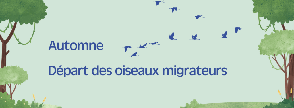 Obsserve les oiseaux migrateurs partir 