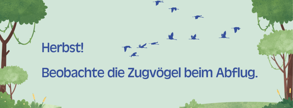 Herbst!
Beobachte die Zugvögel beim Abflug.